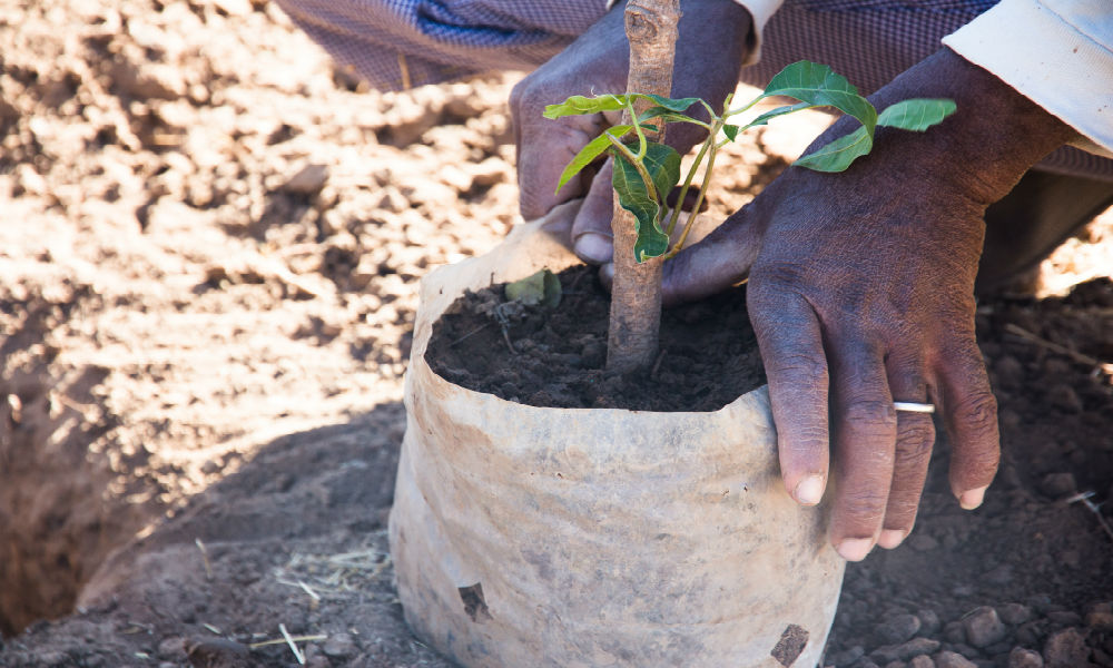 Planter une plante