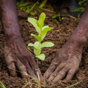 Plantation d’arbres fruitiers