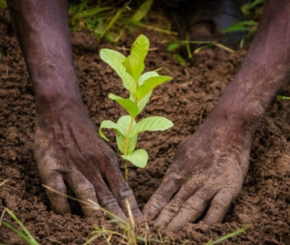 Plantation d’arbres fruitiers