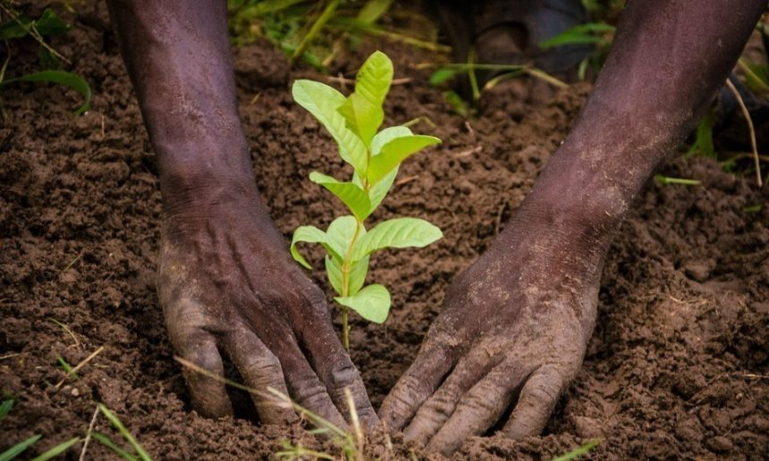 Promouvoir les espaces verts et organiser des campagnes de plantation d’arbre fruitiers